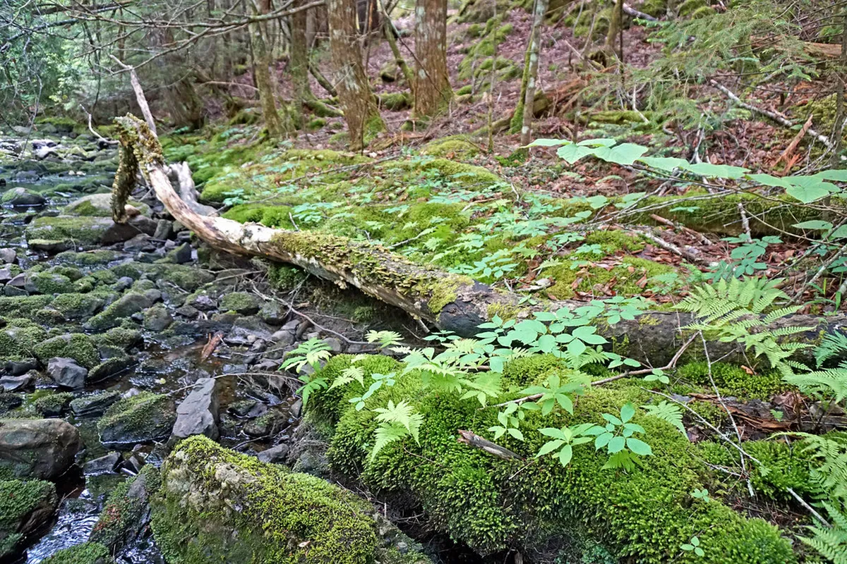 10 Best Free Nature Spots in Coimbra: 2026 Budget Travel Guide